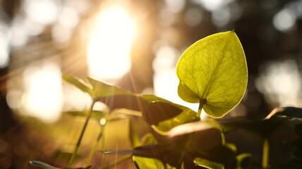 blooming plants in the forest at springtime