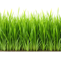 Fototapeta premium Lush Green Grass Texture Background isolated on transparent background