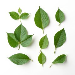 Fototapeta premium Leaf on White Background – Minimalist Nature Design