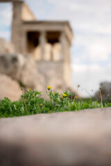 Yellow wildflowers in focus with blurred Erechtheion temple behind