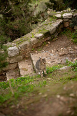 Stray cat walking near ancient moss-covered ruins in Athens