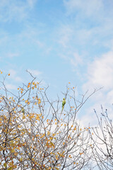Green parrots perched on autumn branches against a bright blue sky