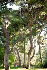 Sunlit park in Athens with tall trees and a vintage lamp post