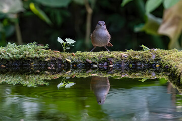 Portrait of the Horsfield's babbler on the pond