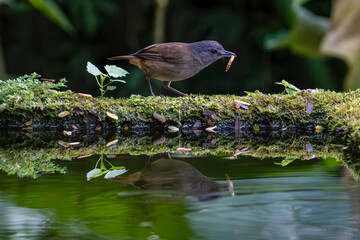 Portrait of the Horsfield's babbler on the pond