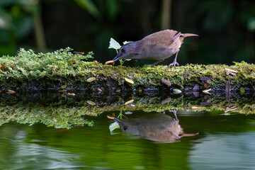 Portrait of the Horsfield's babbler on the pond