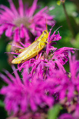 Two-striped grasshopper on pink bee balm flower