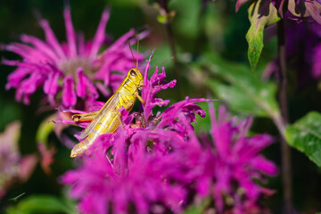 Two-striped grasshopper among pink bee balm flowers