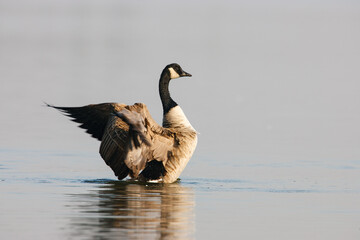 Canada Goose flapping its wings on the calm surface of a pond