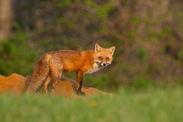 Red fox vixen outside den in Pennsylvania horse country