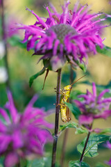 Two-striped grasshopper among pink bee balm flowers