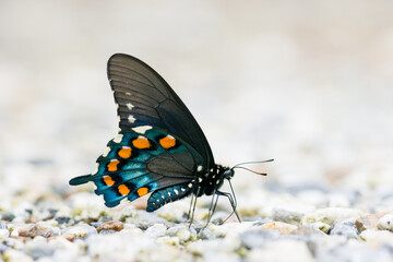 A Spicebush Swallowtail butterfly puddling mineral rich water