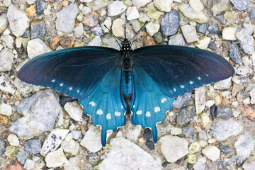 A Spicebush Swallowtail butterfly on a gravel roadside