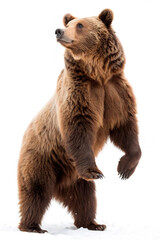 brown bear isolated on white