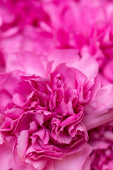 Close-Up of Vibrant Ruffly Pink Carnation Petals