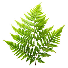 Stunning Fern Leaf Image: HD Stock Photo isolated on transparent background