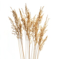 Obraz premium Dried Pampas Grass Bunch Against White