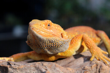 Bearded dragon lizard on Natural Habitat ,Close up image of Inland Bearded Dragon (Pogona vitticeps), Australian Bearded Dragon