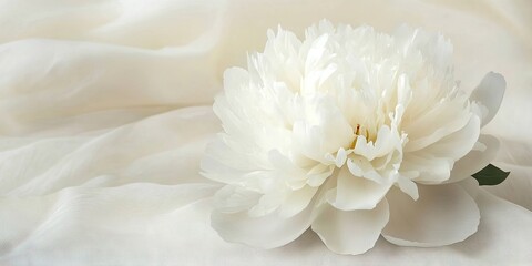 Elegant white peony flower resting on soft cream fabric backdrop creating a serene area ideal for elegant writing and delicate compositions