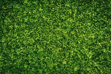 Lush green grass texture captured from above for nature lovers and landscape designers seeking vibrant backgrounds and organic elements for creative projects