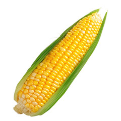 Yellow Corn on transparent background 