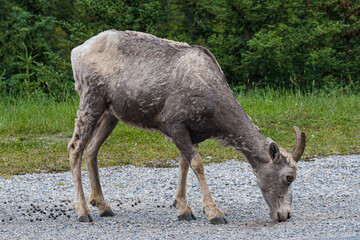 A beautiful mountain goat grazes peacefully on rocky terrain, showcasing its unique horns and fur texture against a backdrop of lush greenery and rocky surfaces.