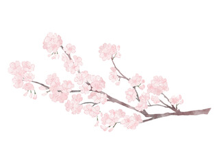 桜　枝　満開の桜の枝　水彩 © punn