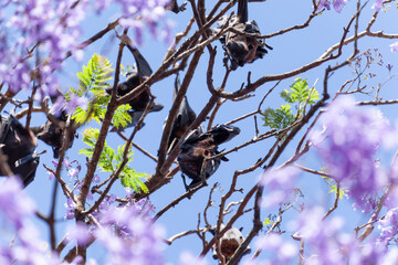 Flughunde hängen auf dem Jacaranda Baum in Grafton, Australien. Palisanderholzbaum -Jacaranda...