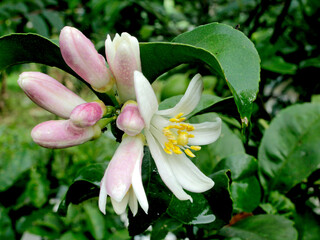 Lemon flowers