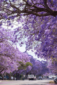 Jacaranda in Grafton, Australien. Palisanderholzbaum -Jacaranda mimosifolia in voller Bl&uuml;te. Baum Allee in der stadt Grafton in New South Wales, Australien.