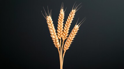 Fototapeta premium A close-up of golden wheat stalks against a dark background, highlighting their texture and natural beauty.