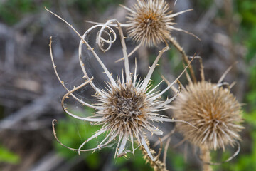 This close-up image of a thorny plant captures its intricate, delicate features, showcasing nature's beauty and resilience in harsh environments, evoking curiosity.