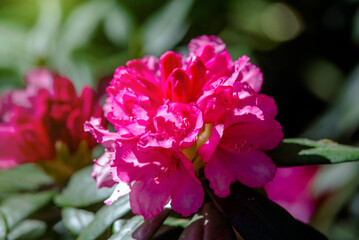 pink rhododendron blooms in the Botanical garden
