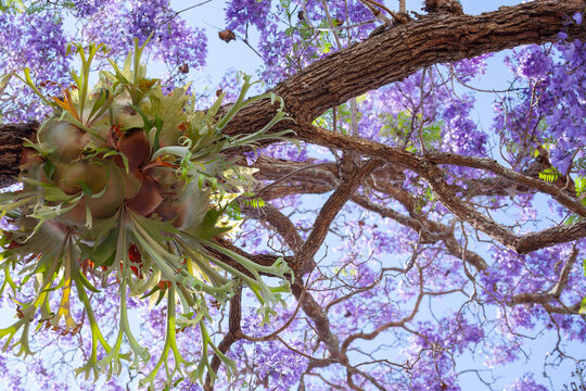 Geweihfarn auf einem Jacaranda Baum in Grafton, Australien. Palisanderholzbaum -mimosifolia in voller Bl&uuml;te. Baum Allee in der stadt Grafton in New South Wales, Australien.
