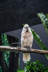 Cockatoo are a group of parrots. It is a popular pet in Thailand.
