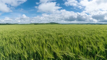 Obraz premium Panoramic view of a green wheat field under a partly cloudy sky. Possible use Stock photo for agriculture, nature, or travel websites