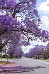 Jacaranda in Grafton, Australien. Palisanderholzbaum -Jacaranda mimosifolia in voller Blüte. Baum...