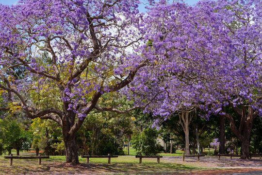 Jacaranda in Grafton, Australien. Palisanderholzbaum -Jacaranda mimosifolia in voller Bl&uuml;te. Baum Allee in der stadt Grafton in New South Wales, Australien.