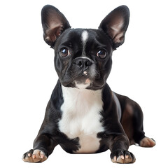 Fototapeta premium French buldog isolated on transparent background. PNG. Generated AI