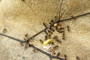 The little black ant is a species of ant native to North America