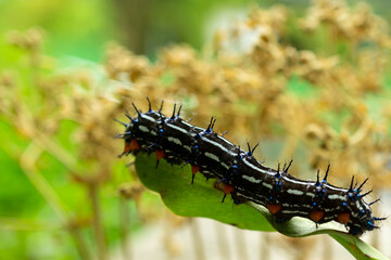Caterpillars are the larval stage of members of the order Lepidoptera. As with most common names