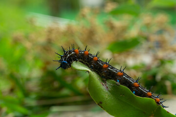 Caterpillars are the larval stage of members of the order Lepidoptera. As with most common names