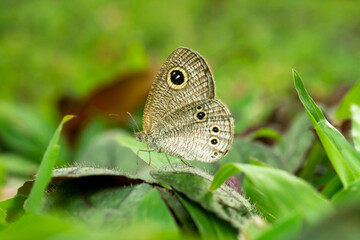 Ypthima huebneri, the common fourring, is a species of Satyrinae butterfly found in Asia- indonesia