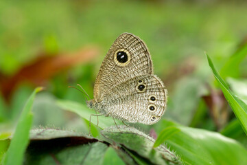 Ypthima huebneri, the common fourring, is a species of Satyrinae butterfly found in Asia- indonesia