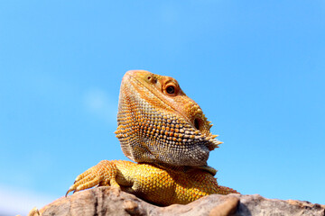 Bearded dragon lizard on Natural Habitat ,Close up image of Inland Bearded Dragon (Pogona vitticeps), Australian Bearded Dragon