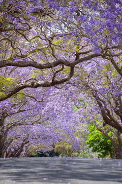 Jacaranda in Grafton, Australien. Palisanderholzbaum -Jacaranda mimosifolia in voller Bl&uuml;te. Baum Allee in der stadt Grafton in New South Wales, Australien.