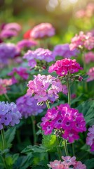 Obraz premium Vibrant Pink and Purple Primula Flowers Blooming in a Lush Garden
