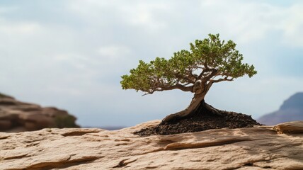 Small Green Bonsai Tree on Desert Rock Scenic View