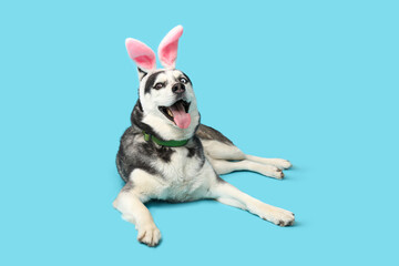 Adorable Husky dog with bunny ears on blue background. Easter celebration
