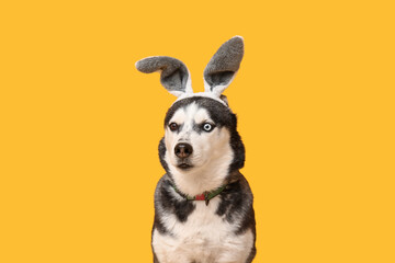 Adorable Husky dog with bunny ears on yellow background. Easter celebration